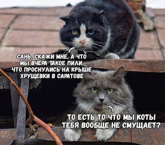 ЬЕП ТА Пиіи ЧТО ПРОСНУЛИСЬНА КРЫШЕ то ЕСТЬ тОЧТо МЫПКОТЫ ЁВМБЁЕ сиущдё