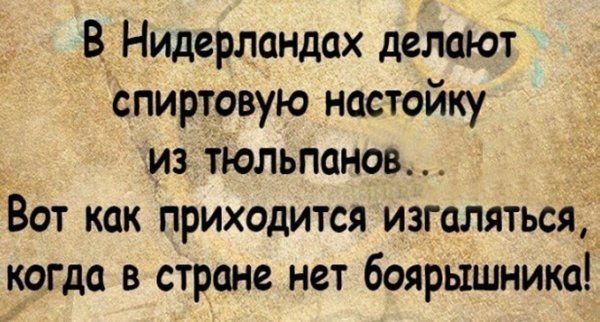 В Нидерландах делают спиртовую настойку из тюльпанов Вот как приходится изгаляться когда в стране нет боярышника