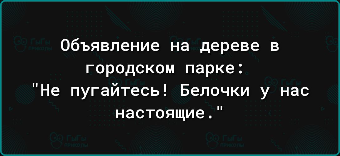 Объявление на дереве в городском парке Не пугайтесь Белочки у нас настоящие