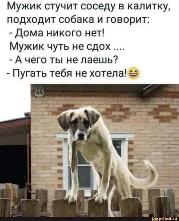Мужик стучит соседу в калитку подходит собака и говорит Дома никого нет Мужик чуть не сдох А чего ты не паешь Пугать тебя не хотела