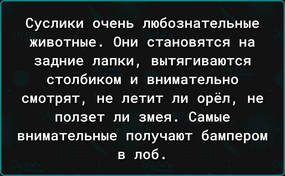 СУСПИКИ очень любознательные ЖИВОТНЫЕ ОНИ СТЭНОВЯТСЯ на Задние папки ВЫТЯГИВЗЮТСЯ столбиком и внимательно смотрят не летит пи арёп не ползет ли змея Самые внимательные получают бампером в лоб