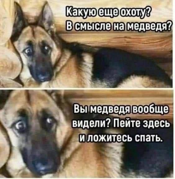 БЁіімедведя во_о_6ще видели Пейте здесь
