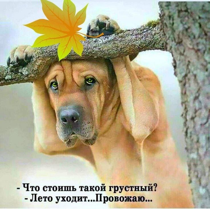 Что стоишь такой грустный Лето уходтПровшп