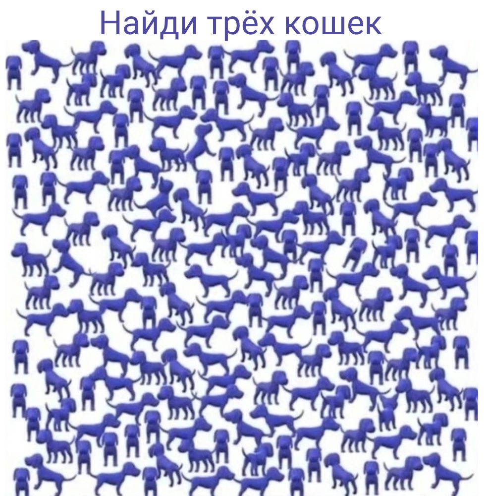ёх кошек Найди т