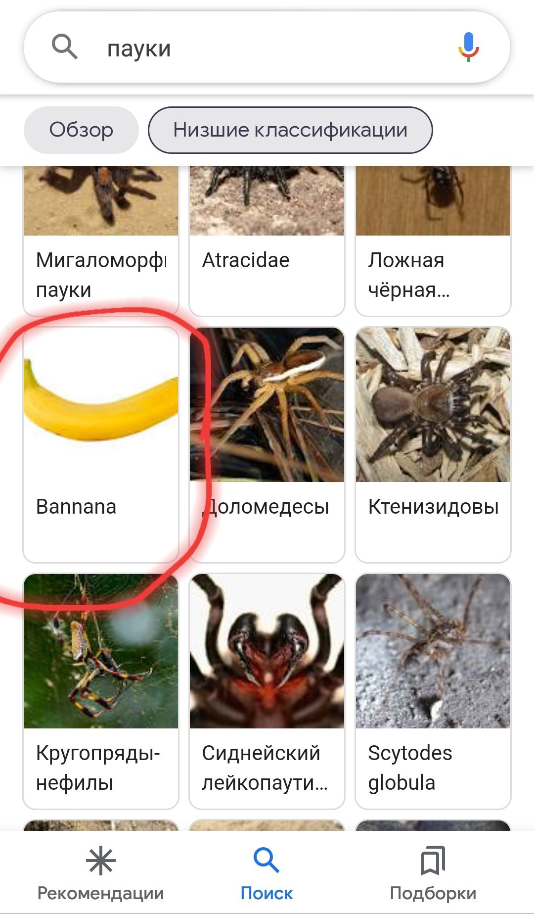 0 пауки Мигапоморфх Агасіаае Ложная пауки чёрная Валпапа щипимедвсы Кругопряды Сиднейский зсуіойеэ нефилы пейкопаути 90Ьиа 3 Рекомендации Поиск Подборки