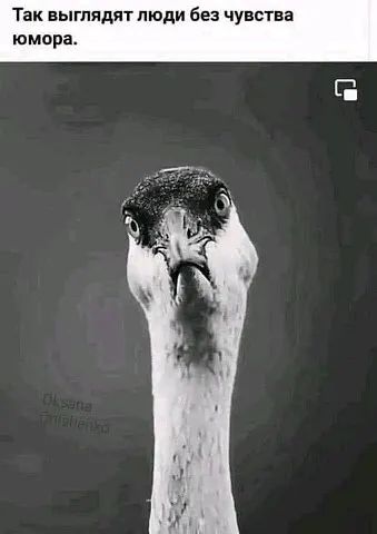 Так выглядят люди без чувства юмора Г
