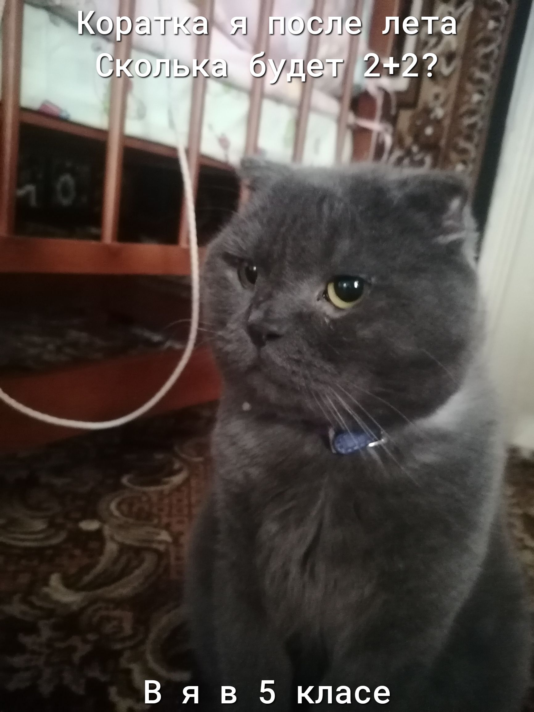 В я в 5 класе