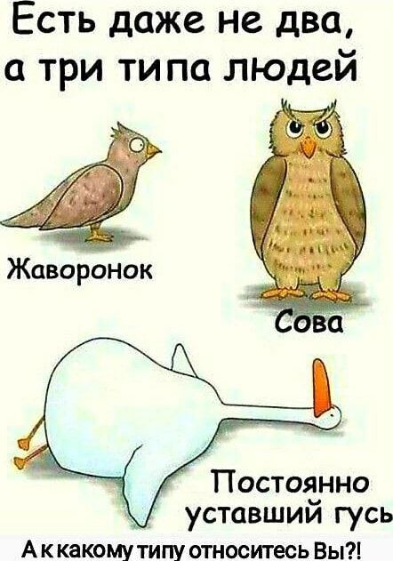 Есть даже не два а три ти па людей Жаворонок Постоянно уставшии гусь А К какому ТИПУ ОТНОСИТЕСЬ ВЫ