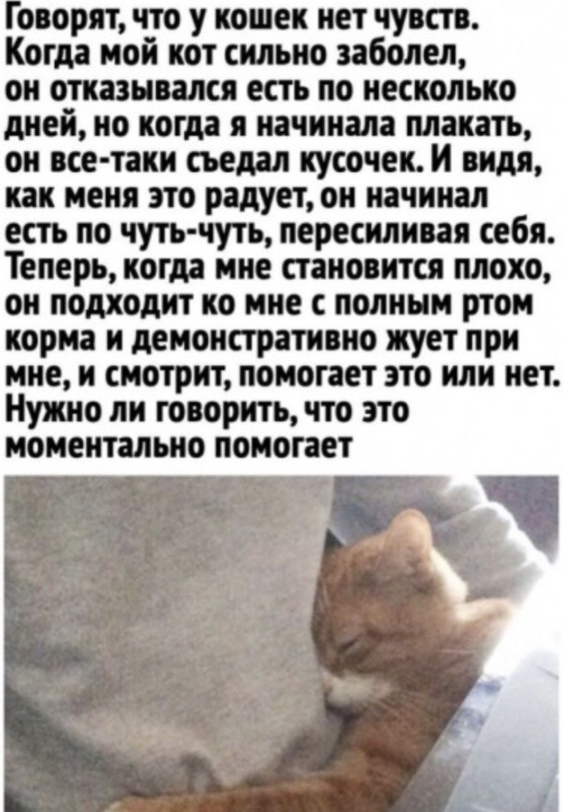 оворвт что у кошек нет чуши Когда мой кот сильно ваболел он оказывался есть по несколько дней но когда я начинала плакать он все таки сьедал кусочек И видя как меня это радует он начинал есть по чуть чуть пересиливал себя Теперь когда мне становится плохо он подходит ко мне с полным ртом корма и демонстративно жует при мне и смотрит помогает это или нет Нужно ли говорить что это моментально помога