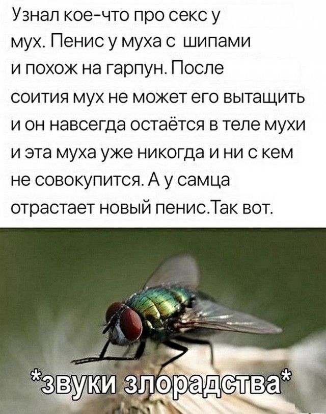 Порно-муха