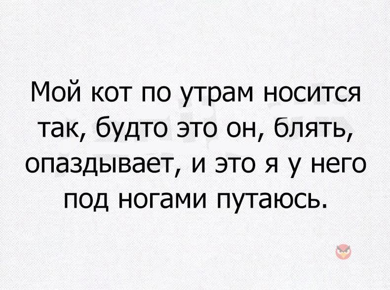 Мой кот по утрам носится так будто это он блять опаздывает и это я у него под ногами путаюсь
