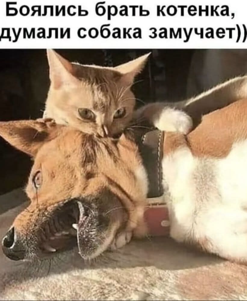 Боялись брать котенка, думали собака замучает))