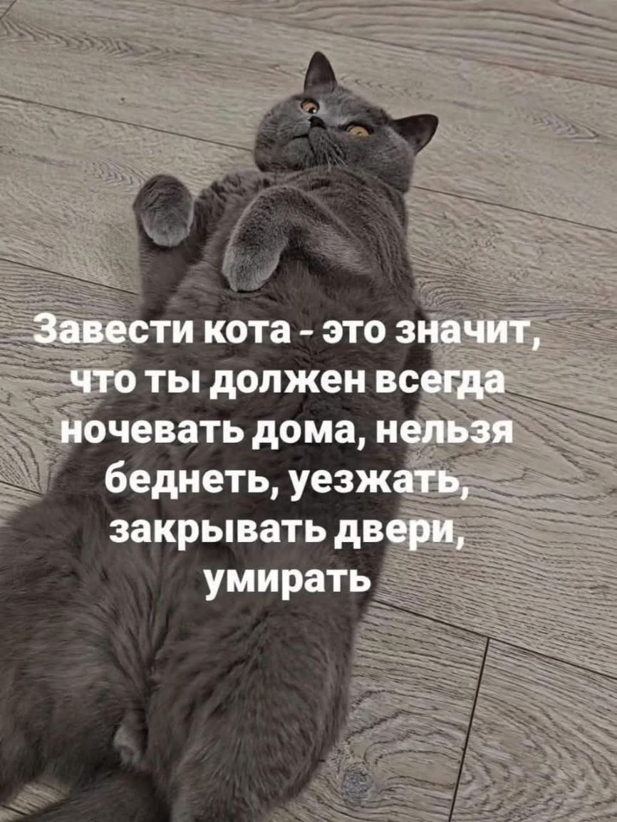 Завести кота - это значит, что ты должен всегда ночевать дома, нельзя беднеть, уезжать, закрывать двери, умирать