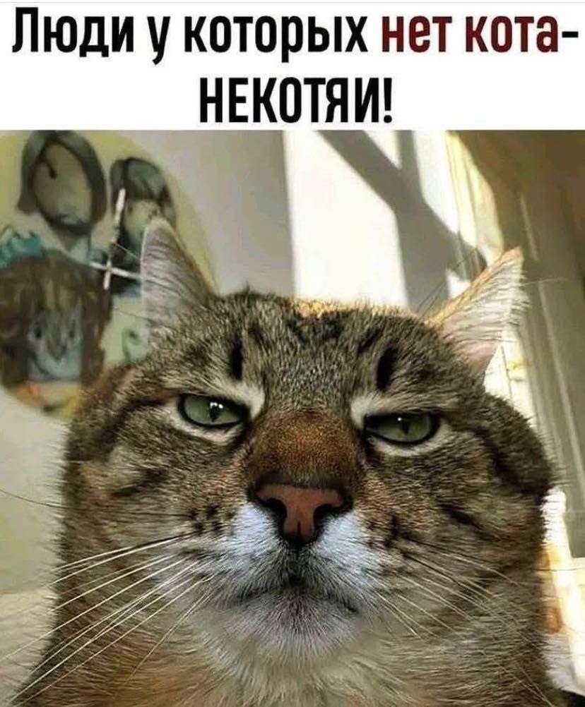 Люди у которых нет кота- НЕКОТЯИ!