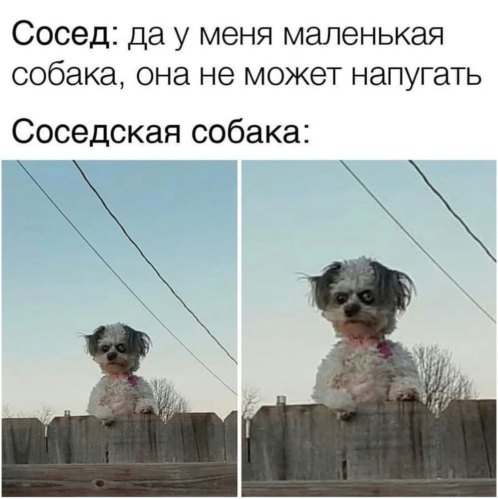 Сосед: да у меня маленькая собака, она не может напугать
Соседская собака: