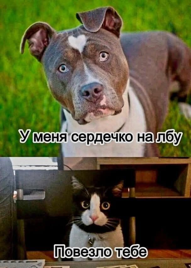 У меня сердечко на лбу
Повезло тебе