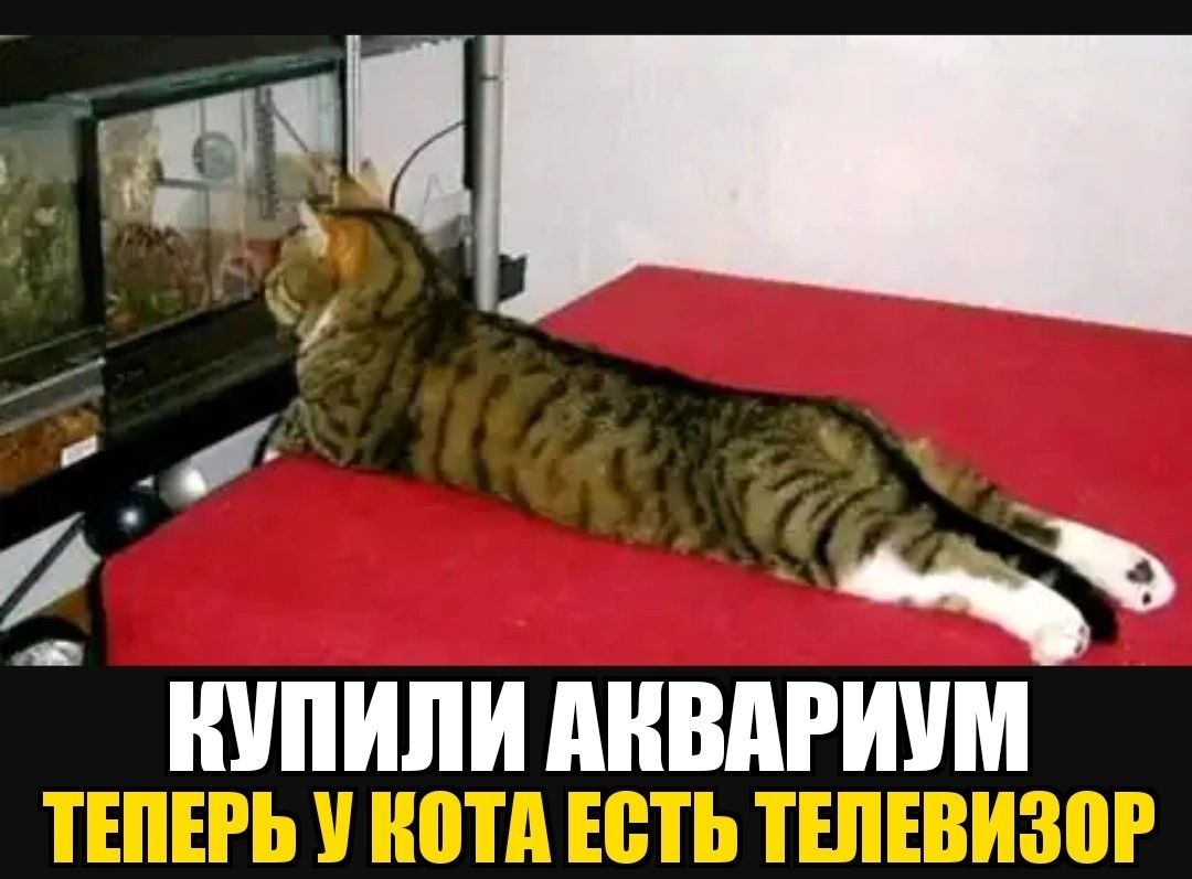 ШПИЛИ АКВАРИУМ