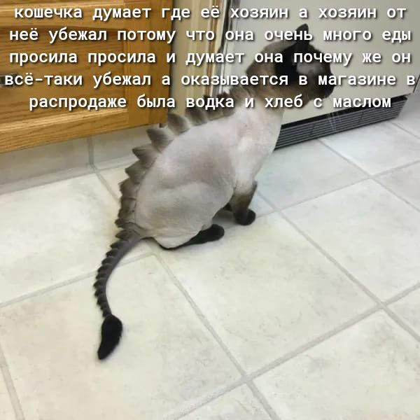 кошечка думает где _ шзшн и млн у неё убежал потому ть эь игид