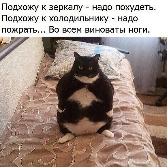 Подхожу к зеркалу надо похудеть Подхожу к холодильнику надо пожрать Во всем виноваты ноги