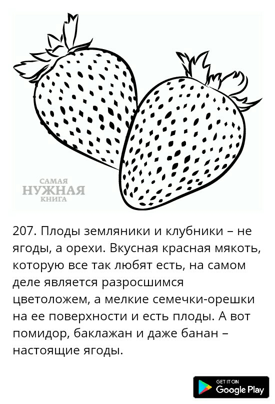 207 Плоды земляники и клубники не ягоды а орехи Вкусная красная мякоть которую все так любят есть на самом деле является разросшимся цветоложем а мелкие семечки орешки на ее поверхности и есть плоды А вот помидор баклажан и даже банан настоящие ягоды 4 боазіе Ріау