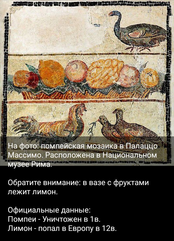 _дплпеасйая мозаика в ПапацЦо Масёимо Расположена вНацикінальном Я _ обратите внимание в вазе с Фруктами лежит лимон Официальные данные Помпеи Уничтожен в1в Лимон попал в Европу в12в