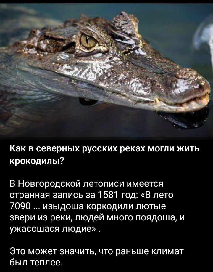Как в северных русских реках могли жить крокодилы В Новгородской летописи имеется странная запись за 1581 год В лето 7090 изыдоша коркодипи лютые звери из реки людей много поядоша и ужасошася людие Это может значить что раньше климат был теплее