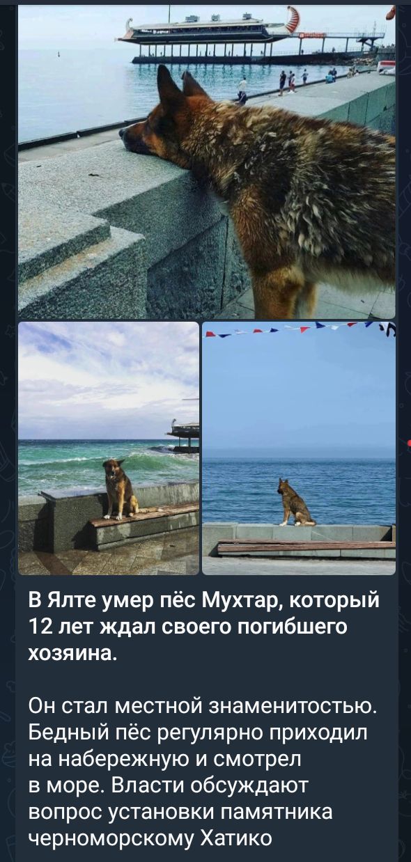 В Ялте умер пёс Мухтар который 12 лет ждал своего погибшего хозяина Он стал местной знаменитостью Бедный пёс регулярно приходил на набережную и смотрел в море Власти обсуждают вопрос установки памятника черноморскому Хатико