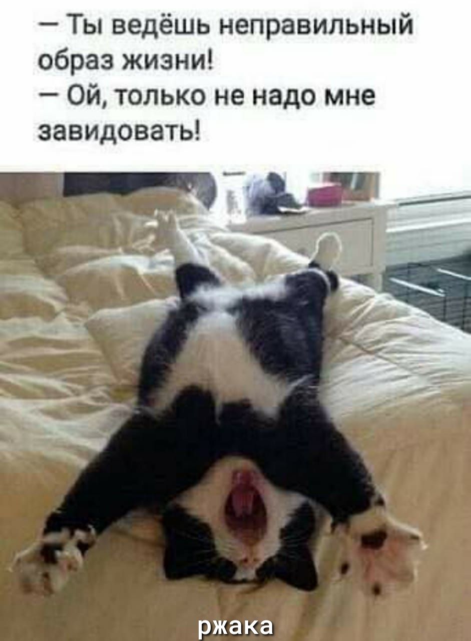 Ты ведёшь неправильный образ жизни Ой только не надо мне завидовать ржака