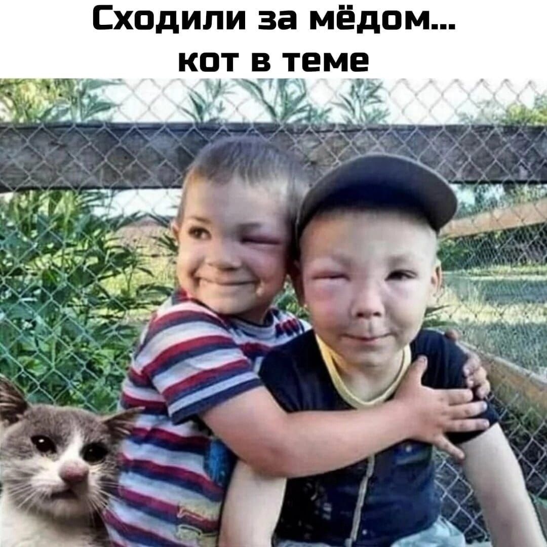 Сходили за мёдпм кот в теме