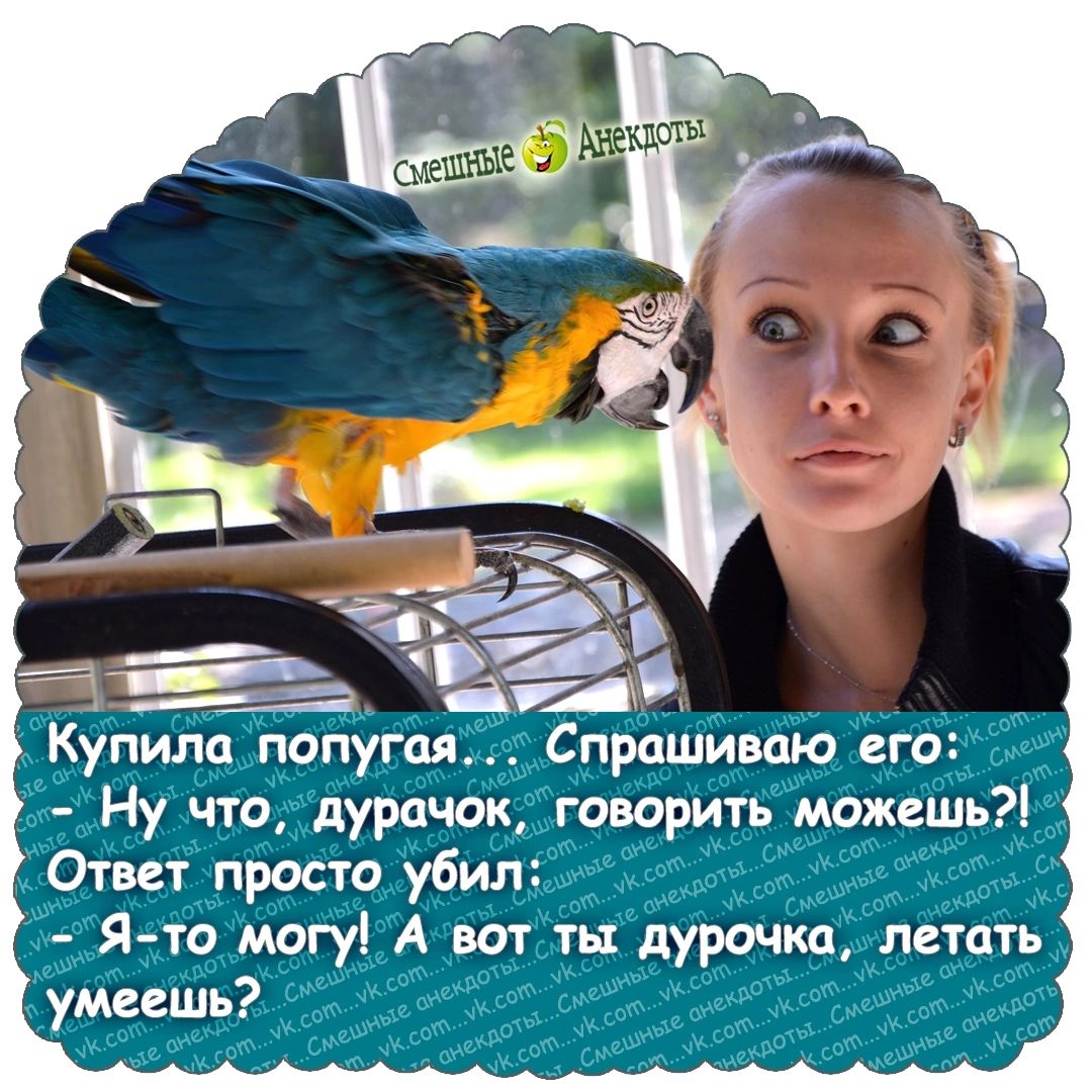 __е___ Купила попугшь Спрашиваю его Ну что дурачок гово ить можешь Ответ просто убил