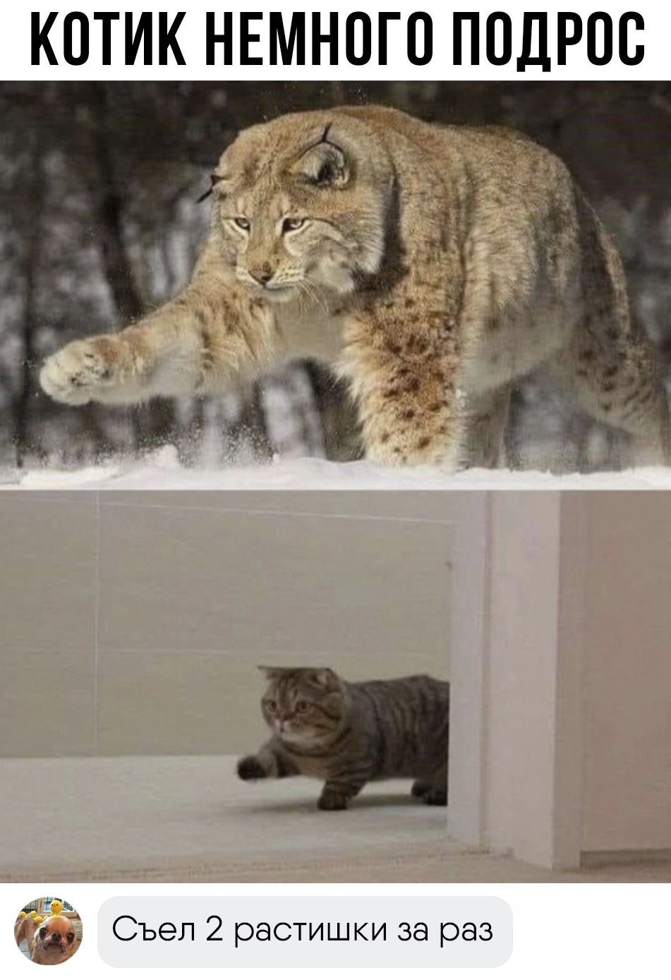 КОТИК НЕМНПГП ППЛРПВ Съел 2 растишки за раз