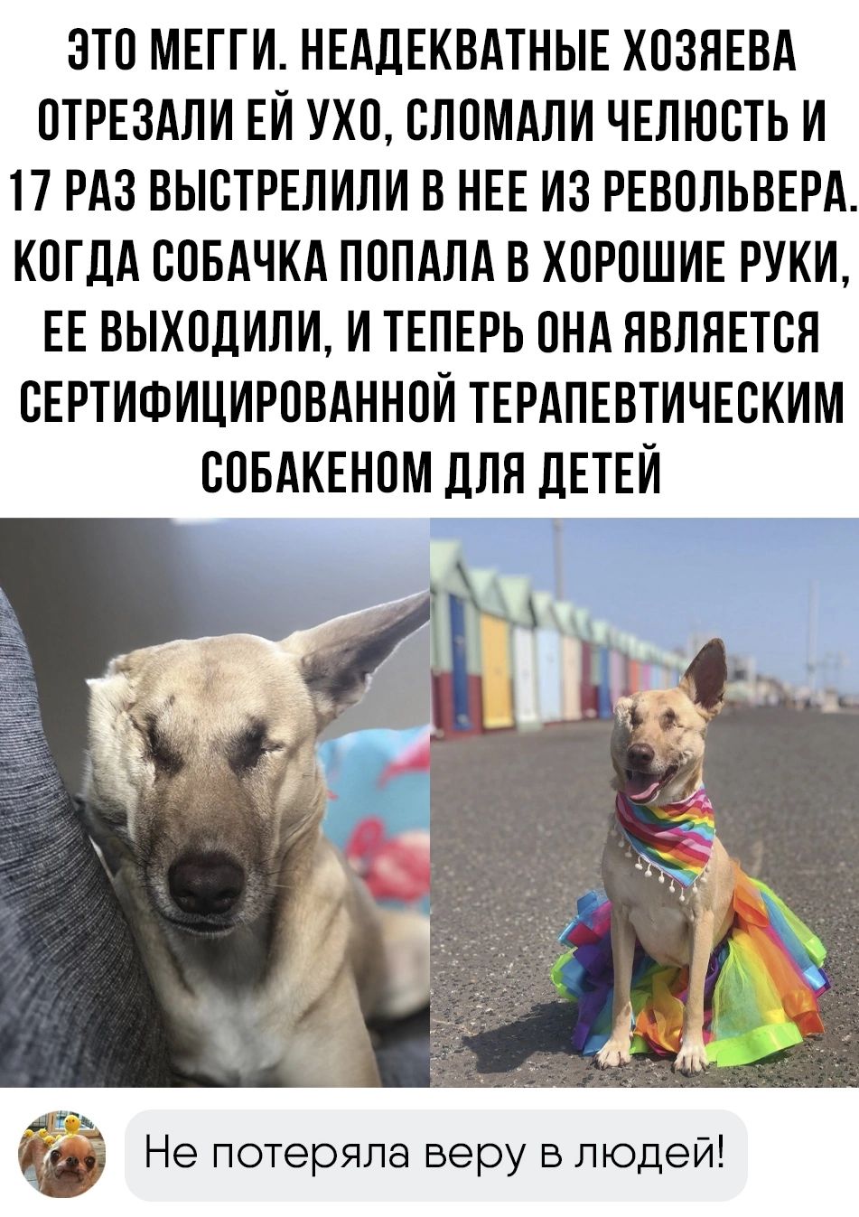 ЭТП МЕГГИ НЕАДЕКВАТНЫЕ ХПЗЯЕВА ПТРЕЗАЛИ ЕИ УХО СППМАПИ ЧЕПЮБТЬ И 17 РАЗ ВЫВТРЕЛИЛИ В НЕЕ ИЗ РЕВОЛЬВЕРА КОГДА ВПБАЧКА ПППАЛА В ХПРПШИЕ РУКИ ЕЕ ВЫХОДИЯИ И ТЕПЕРЬ ПНА ЯВЛЯЕТСЯ СЕРТИФИЦИРПВАННВИ ТЕРАПЕВТИЧЕВКИМ СПБАКЕНПМ дЛЯ дЕТЕИ й Не потеряла веру в людей