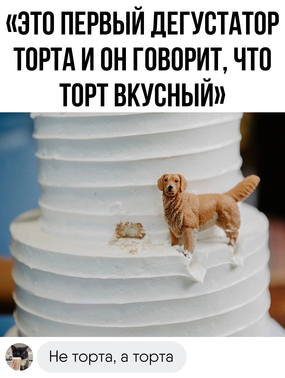 ЭТО ПЕРВЫЙ ДЕГУОТАТОР ТОРТА И ОН ГОВОРИТ ЧТО _ ТОРТ ВКУОНЫИ Не торта а торта