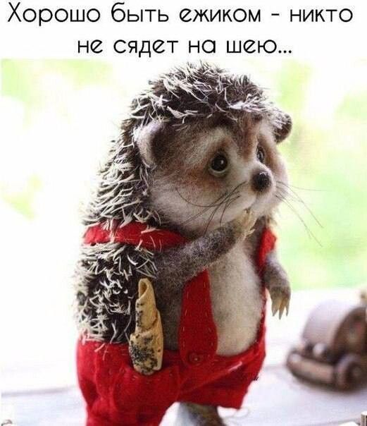 Хорошо быть ежиком никто не сядет на шею