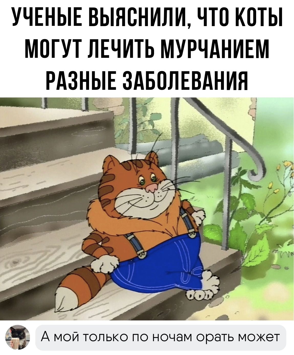 УЧЕНЫЕ ВЫПОНИЛИ ЧТО КОТЫ МОГУТ ЛЕЧИТЬ МУРЧАНИЕМ РАЗНЫЕ ЗАБОЛЕВАНИЯ ты _а __ А мой только по ночам орать может