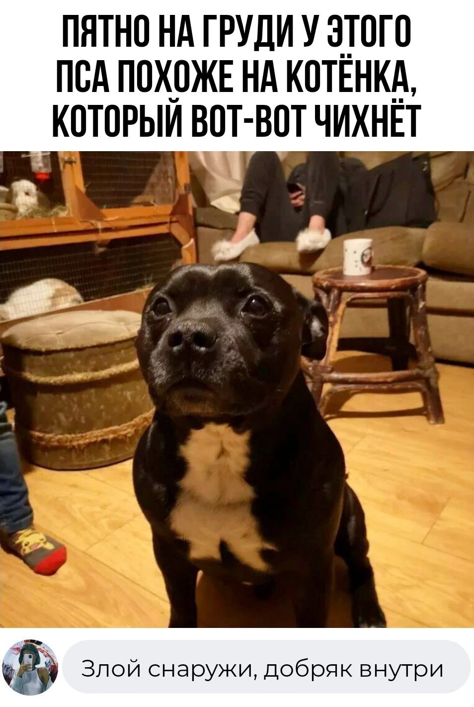 пятно нд груди у з__тпго псд ппхржв нд копнкв которым вот вот чихнп Ё Злой снаружи добряк внутри