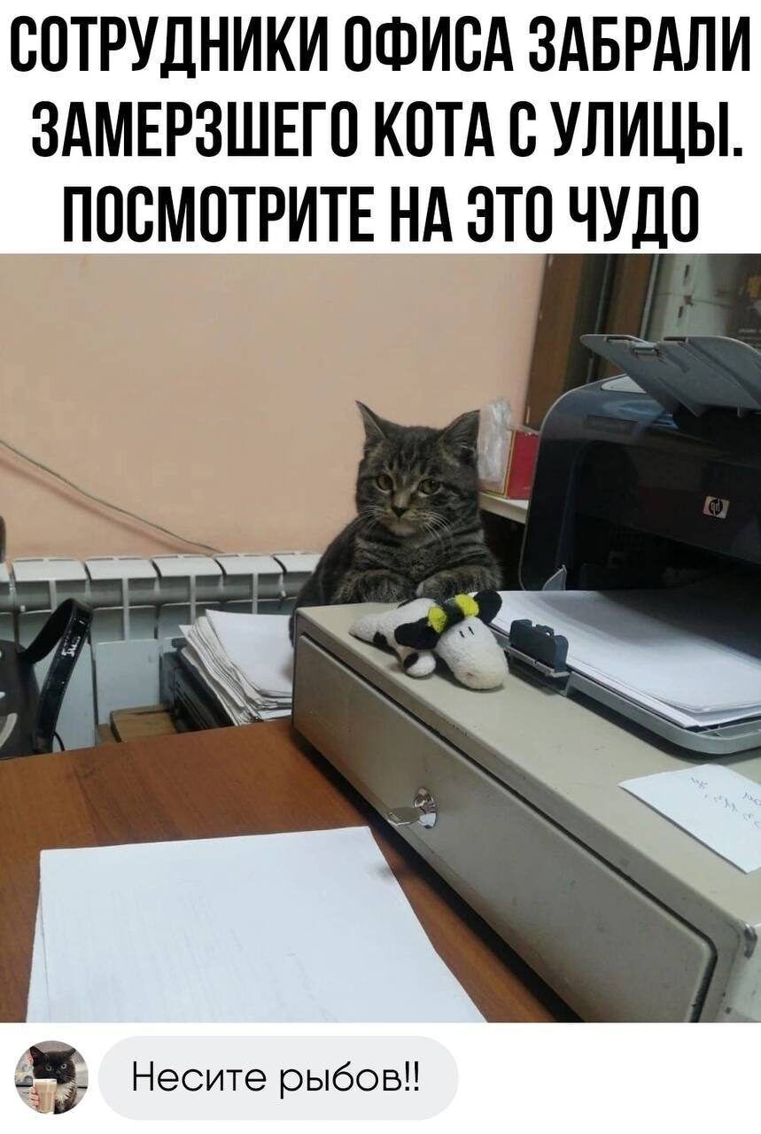 ЮТРУДНИКИ ОФИСА ЗАБРАЛИ ЗАМЕРЗШЕГП КОТА С УЛИЦЫ ПОСМ0ТРИТЕ НА ЭТП ЧУД0