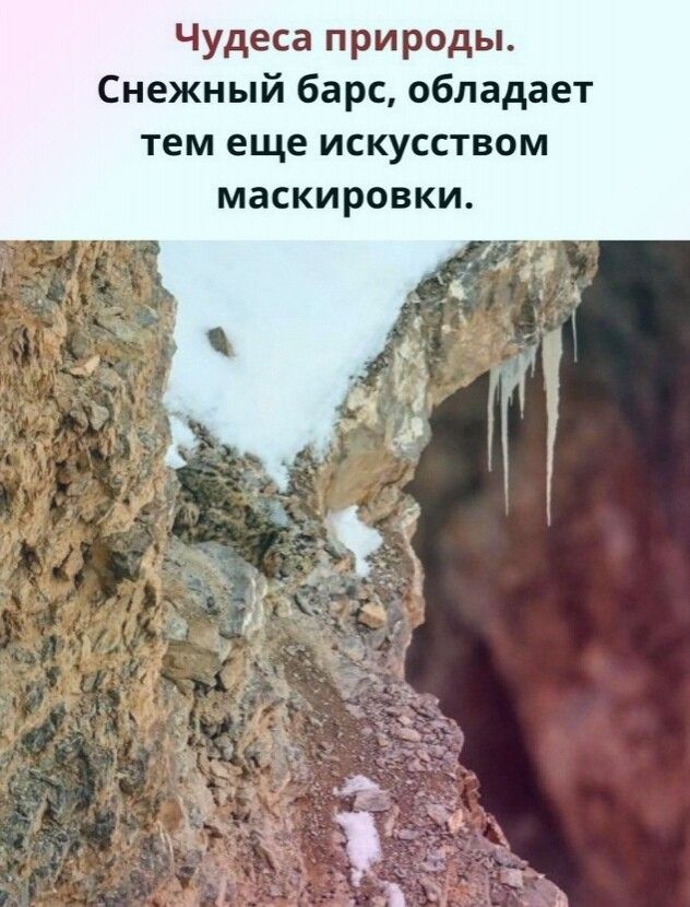 Чудеса природы Снежный барс обладает тем еще искусством маскировки