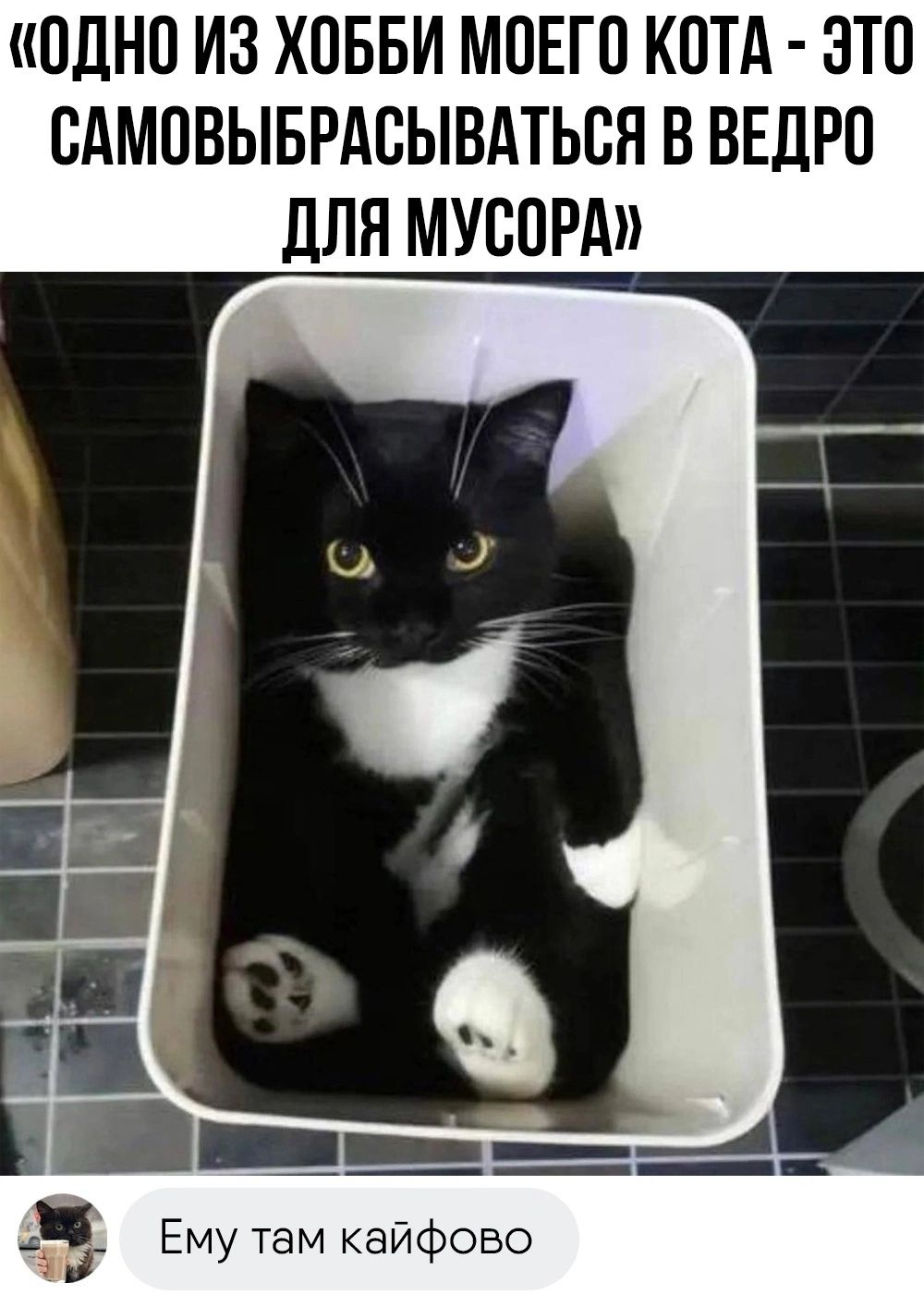 ПДНП ИЗ ХОББИ МОЕГО КОТА ЭТО БАМПВЫБРАСЫБАТЬВН В ВЕДРП ДЛЯ МУСОРА