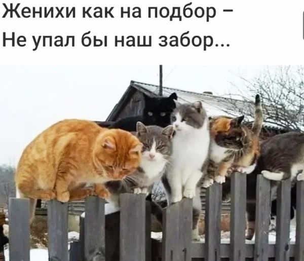 Женихи как на подбор Не упал бы наш забор