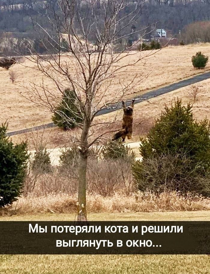 Мы ПОТЕРЯЛИ кота И РЕШИЛИ ВЫГЛЯНУГЬ В ОКНО