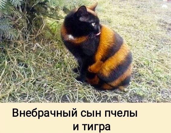 Внебрачный сын пчелы и тигра