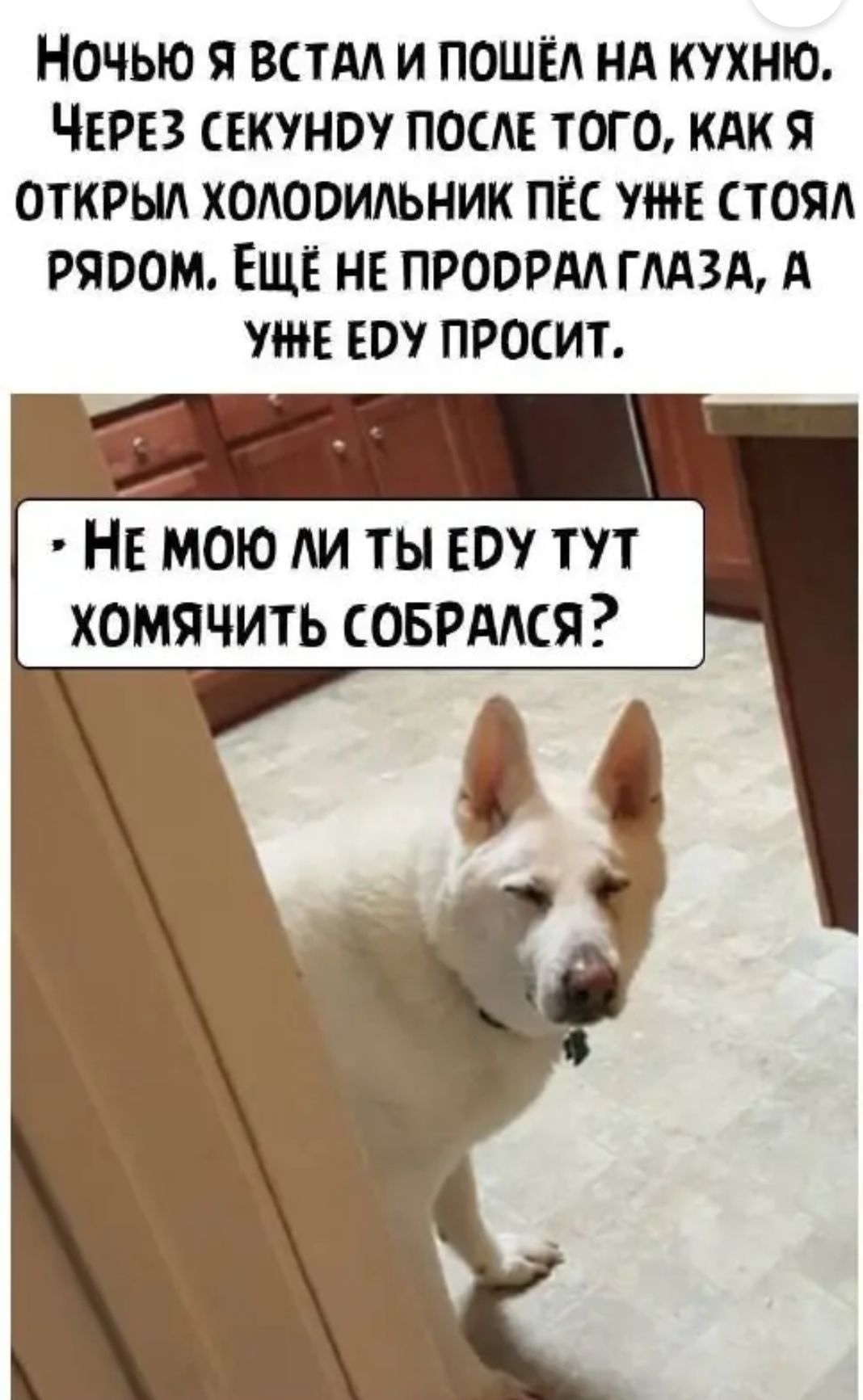 Ночью 5 встм и пеши нд кухню ЧЕРЕЗ СЕКУНО посм того КАК Я открыл холодильник пёс ут стояд ряоом ЕЩЁ нв проорм гмзд А уже ноу просит НЕ мою ли ты ЕО тут хомячить соврддся