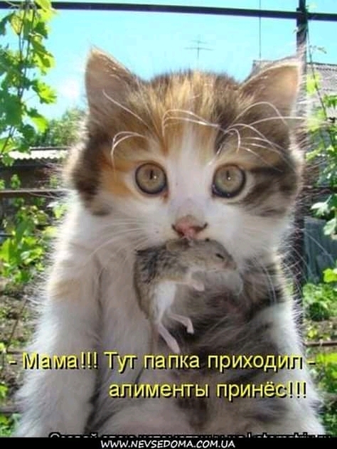ЭП ИМ ЗНТЫ ЩЛАМжвіэгпдйі сэм ид
