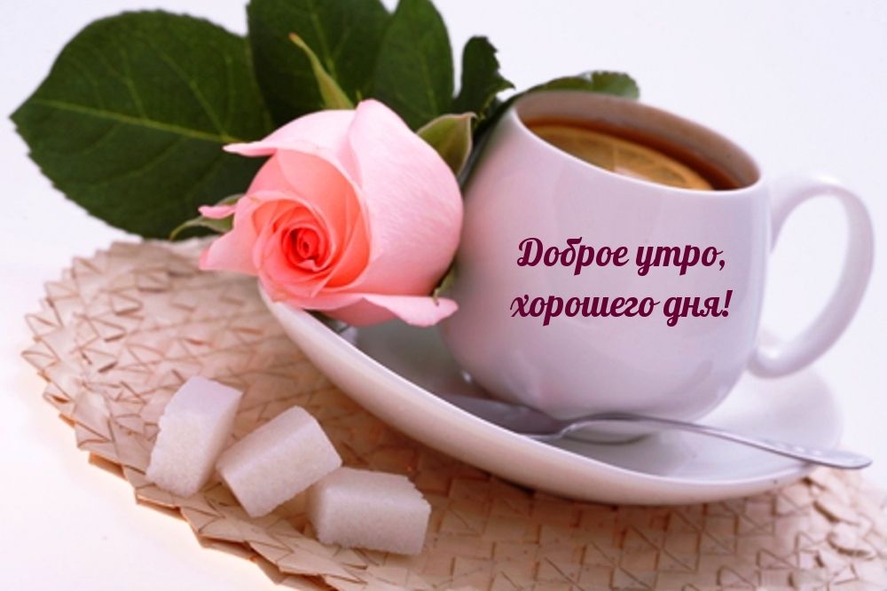 Бобров утро шортики ция