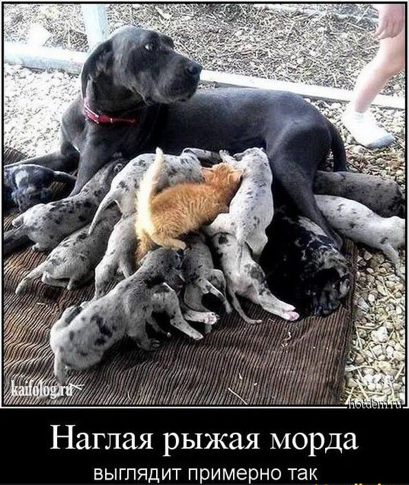 Наглая рыжая морда ВЫГПЯДИТ Примерно ТЭК
