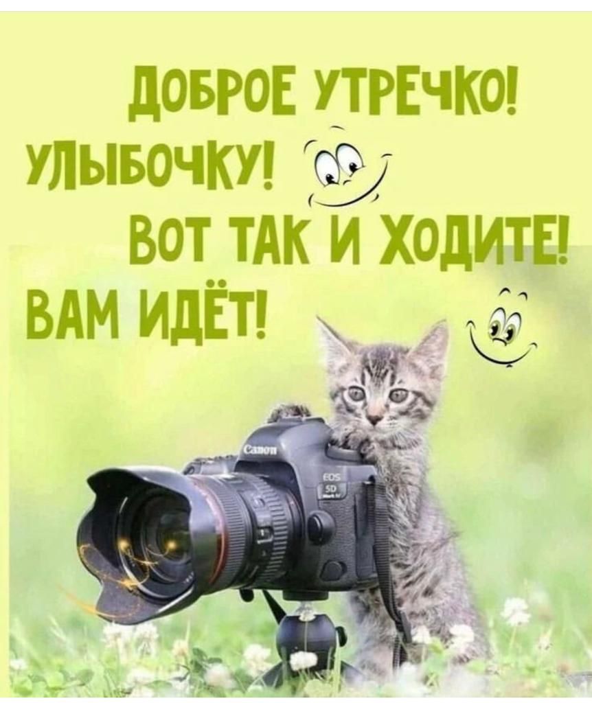 ЛОБРОЕ тачке тывочт Вот их и ходит ВАМ ИДЕТ ЖК