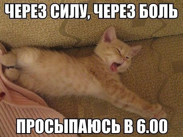 чтзсили чтз Боль Ы пгоевппдюеь в 600