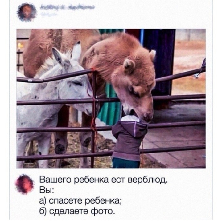 Вашего ребенка ест верблюд Вы а спасете ребенка 6 сделаете фото