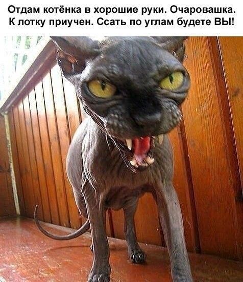 Отдам котёнка в хорошие руки Очаровашка К лотку приучен Ссать пи углам будете ВЫ